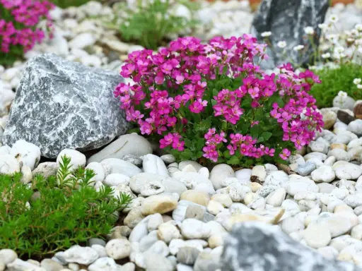 Rocalla con flores rosas y verdes, piedras blancas y grises. Ideas para como hacer una rocalla.