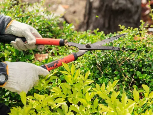 Mains gantées utilisant un sécateur pour l'entretien des haies.
