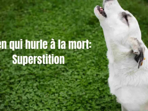Un chien blanc hurle à la mort, une superstition ancienne. Son cri résonne dans la nuit, alimentant les légendes.