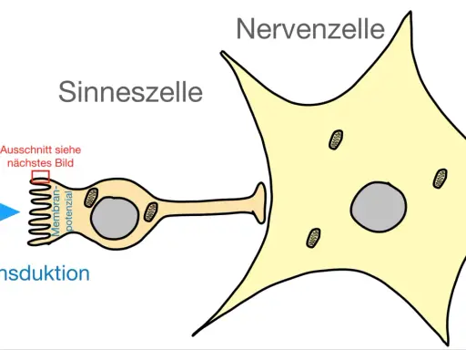 Reiz trifft Sinneszelle, löst Transduktion aus, die an Nervenzelle weitergeleitet wird.