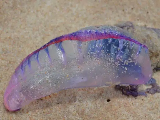 Un Physalia physalis, noto anche come caravella portoghese, spiaggiato sulla sabbia. I suoi colorati tentacoli medusa brillano sotto il sole.