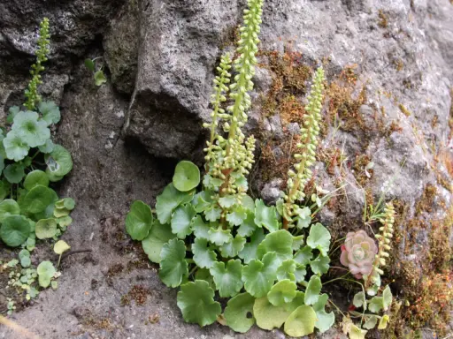 Plantes vertes aux feuilles rondes et dentelées, ressemblant à un nombril de Vénus, poussent sur un rocher couvert de mousse.