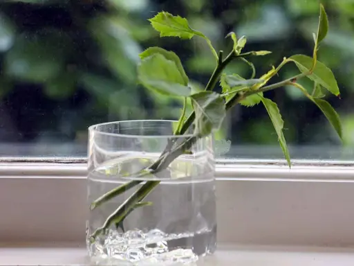 Des tiges de rosier en train de bouturer dans un verre d'eau, sur un rebord de fenêtre.