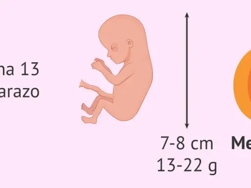 Bebé de 13 semanas de embarazo, mide 7-8 cm y pesa 13-22 g, similar a un melocotón.