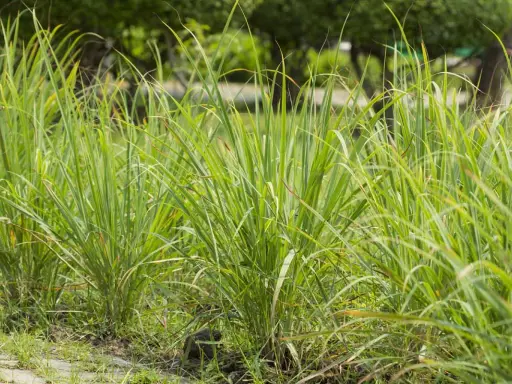 Lush green lemongrass plants grow in a garden. This image makes you wonder if lemongrass can survive winter.