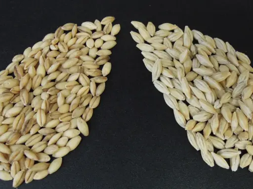 Two piles of barley grains on a black background. The left pile is darker, showing what is malted barley. The right pile is lighter, showing raw barley.