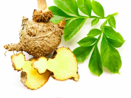 Bulwa konjac, znana też jako Amorphophallus konjac, z zielonymi liśćmi. Pokazuje, konjac co to jest za roślina.