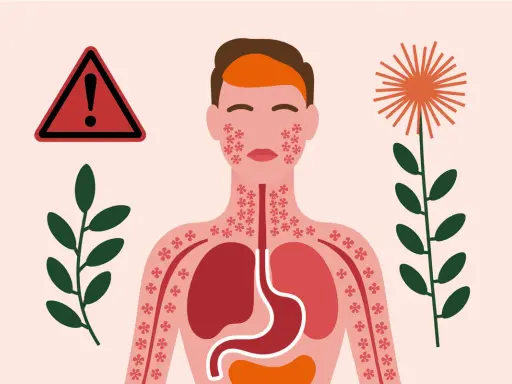 Attention : achillée millefeuille danger. Illustration d'une personne réagissant à une plante, avec des éruptions cutanées et des organes internes affectés.