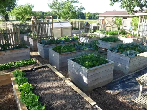 Un petit potager bien entretenu avec des bacs en bois remplis de légumes verts, de choux et d'herbes.