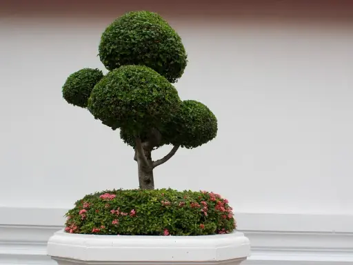 Starannie uformowane drzewko bonsai z różowymi kwiatami u podstawy, ozdabia wejście do domu.