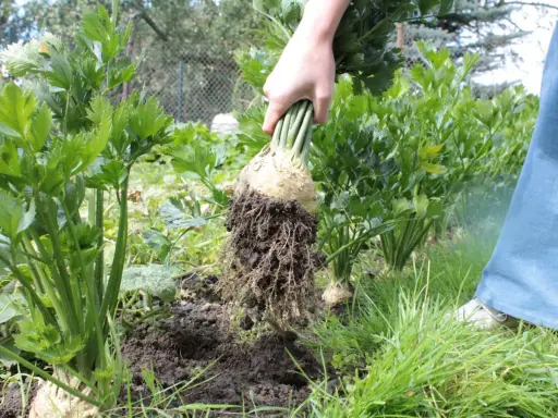 Ręka wyciąga z ziemi bulwę selera z korzeniami. To pokazuje, jak sadzić seler, by uzyskać obfite plony.