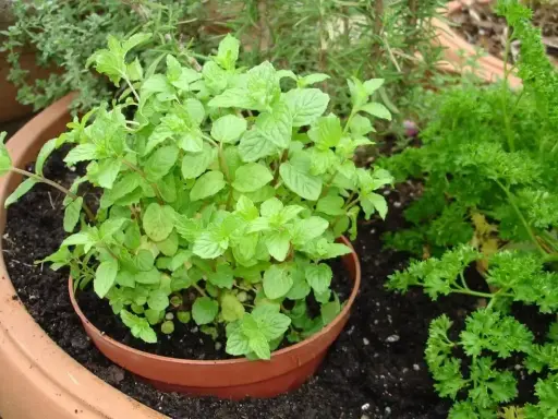 Un plant de menthe luxuriant dans un pot en terre cuite, prêt à être planté. À côté, du persil frisé pousse.
