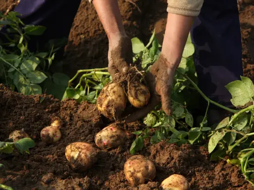 Mains terreuses récoltent des pommes de terre en fleur dans le sol. Les tubercules fraîchement déterrés sont encore couverts de terre.