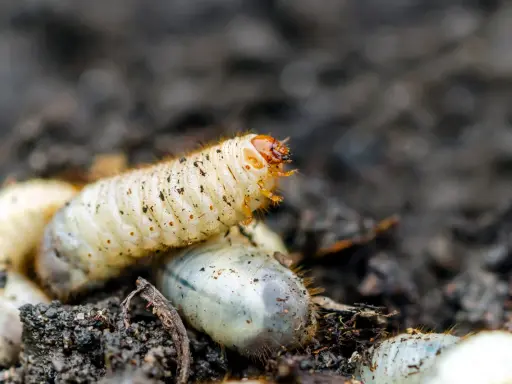 Gros plan sur une larve de cetoine, blanche et dodue, se déplaçant dans la terre. D'autres larves sont visibles autour.