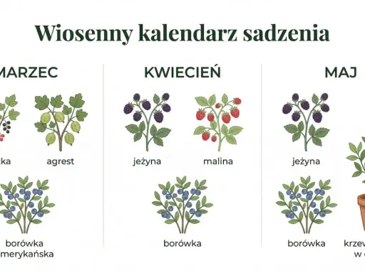 Wiosenny kalendarz ogrodnika co kiedy sadzić: marzec (porzeczka, agrest, borówka amerykańska), kwiecień (jeżyna, malina, borówka), maj (jeżyna, borówka, krzew owocowy w doniczce).