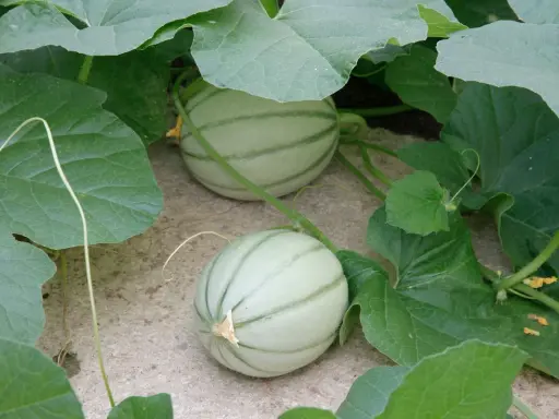 Deux jeunes melons verts, encore pâles, poussent dans une plantation de melon. Leurs rayures distinctives sont déjà visibles sous les grandes feuilles.