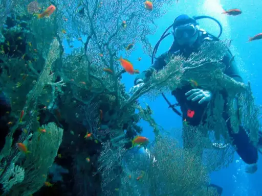 Buceador explorando la rica vida marina y corales en las Islas Medas. Peces naranjas nadan entre las algas.