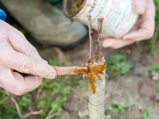 Main d'un jardinier appliquant du mastic de greffage pour greffer un cerisier. La greffe est en cours de réalisation.