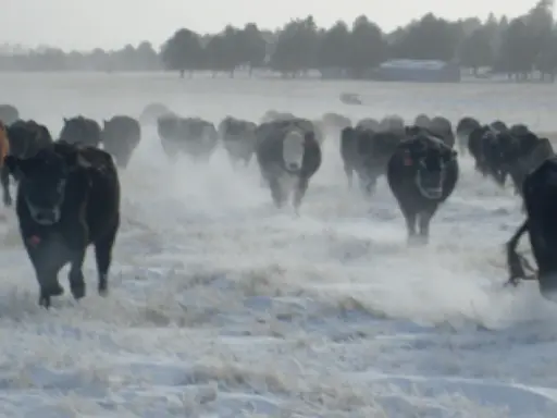 Cattle herd running through snow. Some plants can contain prussic acid, a dangerous toxin for livestock.
