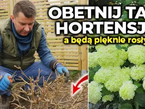 Hortensje: Kiedy i jak ciąć, by kwitły jak nigdy? Uniknij błędów!