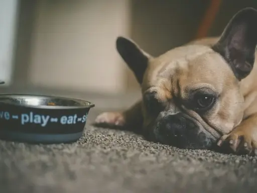 Smutny buldog francuski leży obok miski z napisem "love-play-eat". Czy psu można dać stoperan, gdy ma problemy z brzuszkiem?