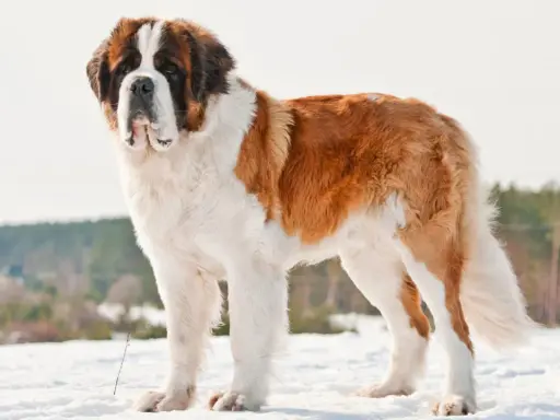 Un majestueux chien de race Saint-Bernard, rappelant le chien Beethoven, se tient fièrement dans la neige.