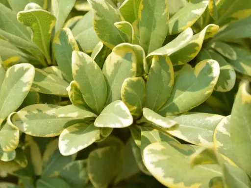 Feuilles vertes et jaunes d'un Pittosporum tobira, créant un motif moucheté lumineux.