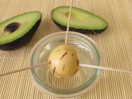 Préparation pour faire pousser un avocat : un noyau est suspendu dans un verre d'eau avec des cure-dents, à côté de deux moitiés d'avocat.