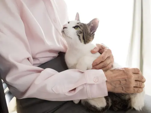Un gatto bianco e tigrato accarezzato da mani anziane. La pet therapy per l'Alzheimer porta conforto e serenità.