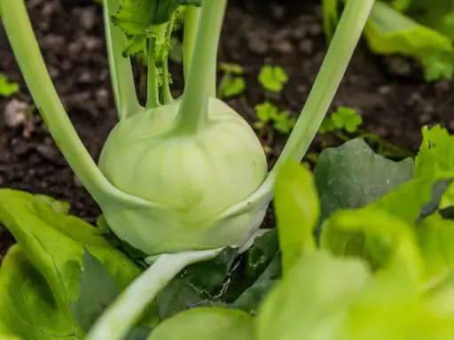 Gros plan sur un chou-rave vert pâle, ses tiges épaisses émergeant de la terre. Les feuilles vertes luxuriantes l'entourent.
