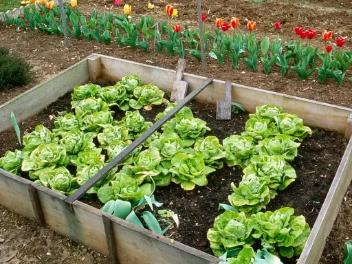 Carré potager en bois rempli de jeunes salades vertes. Tulipes en arrière-plan.