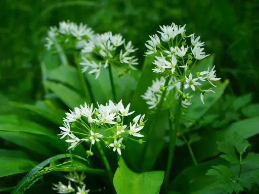 Fleurs blanches délicates de l'ail des ours, plante sauvage prisée pour sa culture et ses usages culinaires.