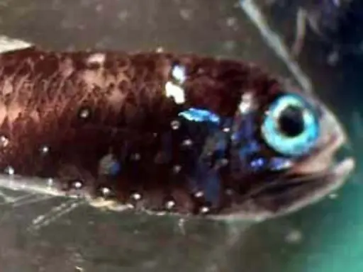 Un piccolo pesce ascia con occhi azzurri luminosi e macchie bianche sul corpo scuro, nuota in acque verdi.