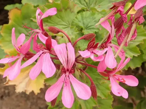 Grappe de fleurs de géranium zonal rose pâle, avec des feuilles vertes dentelées en arrière-plan.
