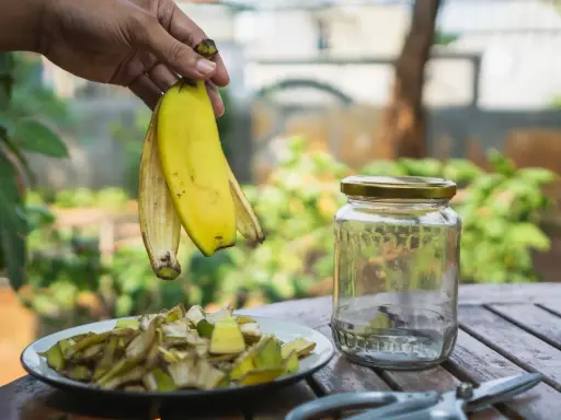 Ręka trzyma skórki banana nad talerzem z pokrojonymi resztkami. Obok stoi słoik, idealny do przygotowania nawozu z bananów. Jak często podlewać rośliny takim nawozem?