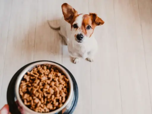 Un adorable Jack Russell attend patiemment son repas maison pour chien, la quantité semble parfaite pour lui.