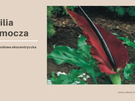Lilia smocza, egzotyczny kwiat o intensywnie czerwonym kielichu, otoczona bujnymi, zielonymi liśćmi.