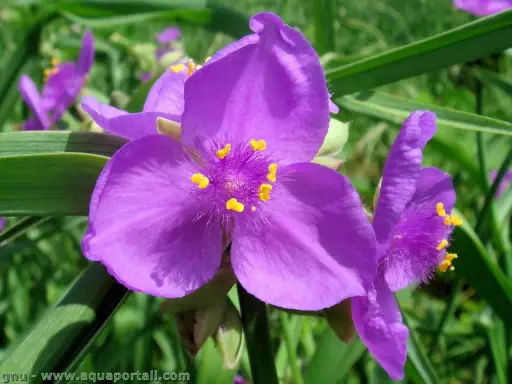 Fleurs violettes de l'éphémère de Virginie, aux pétales doux et aux étamines jaunes éclatantes, se dressent fièrement dans un jardin verdoyant.
