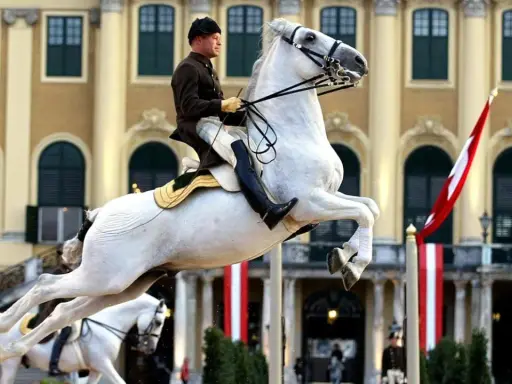 Ein stolzer Lipizzaner in Wien springt vor barocker Kulisse.