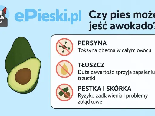 Czy pies może jeść awokado? Grafika ostrzega przed toksyną, tłuszczem i pestką z awokado, które są szkodliwe dla psów.