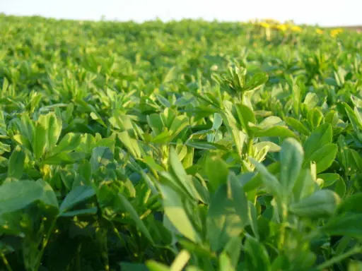 A field of lush green alfalfa, showcasing the dense growth ideal for optimal seeding rate for alfalfa.