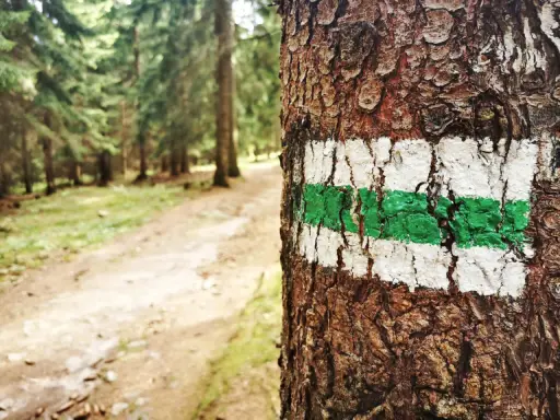 Zielony szlak na drzewie zapowiada trudność szlaków górskich. Leśna ścieżka wzywa do wędrówki.