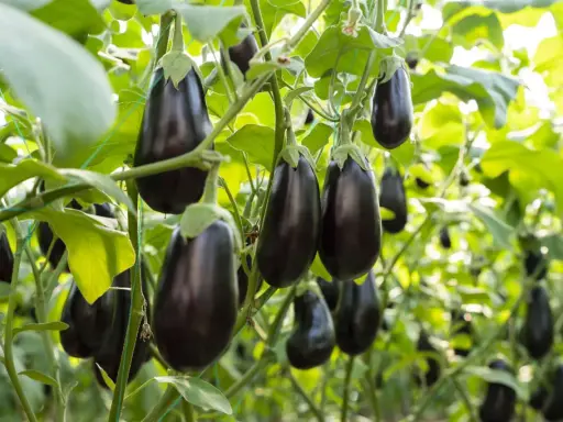 Dark purple eggplants hang from their vines, ready for harvest. Learn when to harvest eggplant for the best flavor and texture.