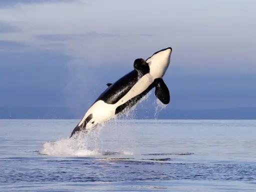 Ein iberischer Orca springt majestätisch aus dem Wasser, seine schwarz-weiße Färbung hebt sich vom blauen Himmel ab.