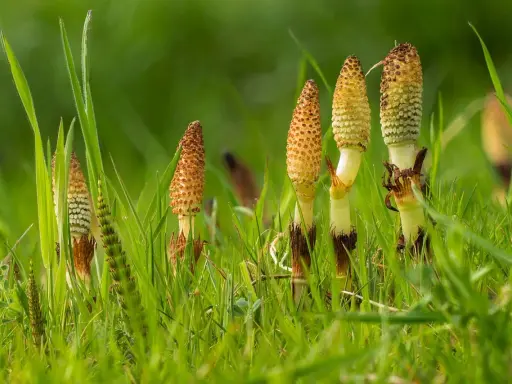 Plusieurs tiges de prêle, certaines avec des cônes reproducteurs brunâtres, émergent d'une herbe verte luxuriante.