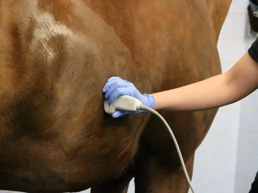 Tierarzt untersucht Pferd mit Ultraschall. Mögliche Symptome für einen Tumor im Bauchraum werden abgeklärt.