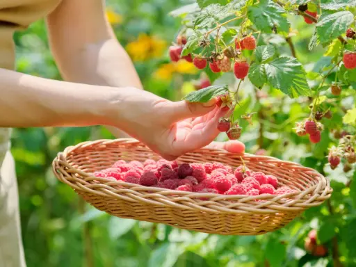 Main d'une personne cueillant des framboises mûres dans un panier en osier, un moment de la culture framboisier.