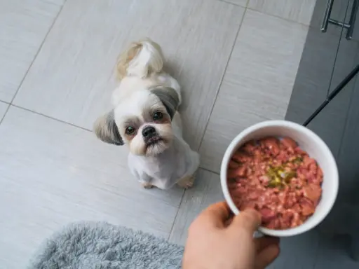 Mały piesek Shih Tzu patrzy z nadzieją na miskę z surowym mięsem. Czy pies może jeść surowe mięso? To pytanie nurtuje wielu właścicieli.