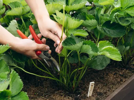 Hände mit roter Gartenschere schneiden junge Triebe von Erdbeerpflanzen.