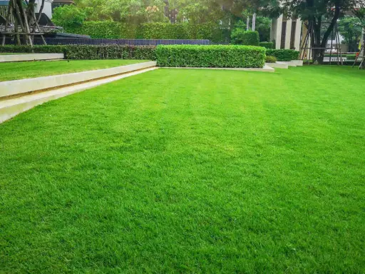 Lush green lawn, perfect for a backyard in Iowa. This vibrant grass looks like it's grown from the best grass seed for Iowa.